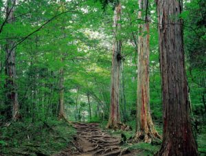 12月31日 花の神秘 子育ラボ