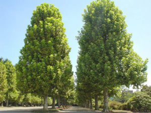 12月23日 花の生態 子育ラボ