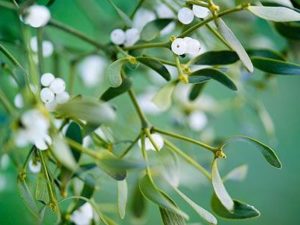 12月24日 花の神話と生態 子育ラボ