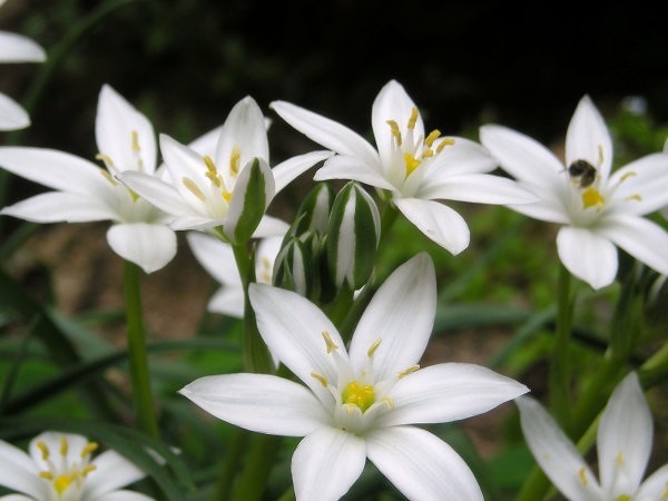 2月27日 花の伝説 子育ラボ