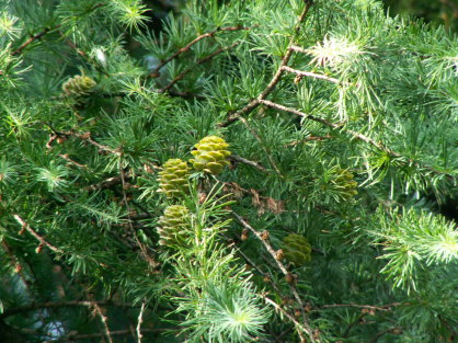 3月9日 花の姿 子育ラボ