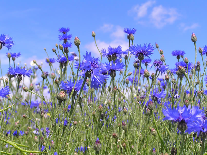 3月5日 花と国 子育ラボ