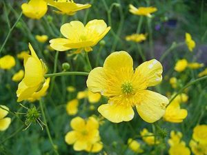 2月18日 花の生態 子育ラボ