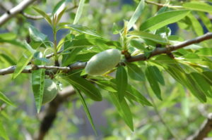 3月14日 花の伝説 子育ラボ