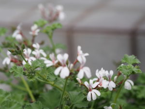 虫除けハーブで素敵な庭を 子育ラボ