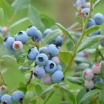 虫除けハーブで素敵な庭を 子育ラボ