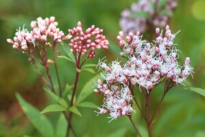 11月6日 花の由来 子育ラボ