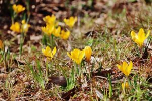 1月31日 花の神話 子育ラボ