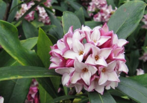 ２月10日 花の神話 子育ラボ