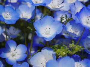 2月21日 花の神話 子育ラボ