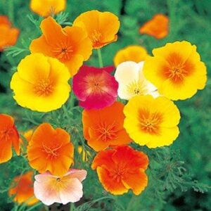 3月24日 花の言い伝え 子育ラボ