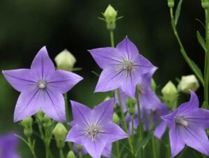 4月23日 花の生態 子育ラボ