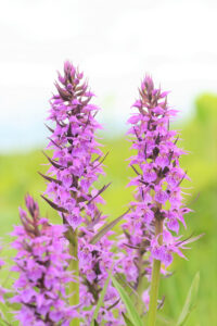 5月19日 花の言い伝え 子育ラボ