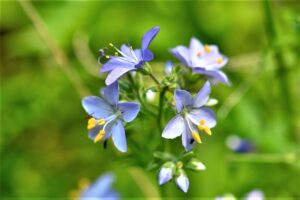 4月11日 花の名前 子育ラボ