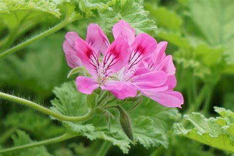 6月28日 花の名前 子育ラボ