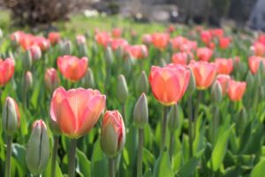 4月16日 花の神話 子育ラボ