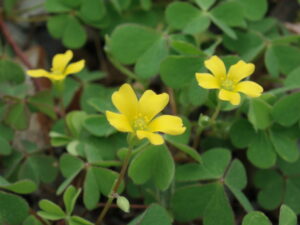 5月日 花の名前 子育ラボ