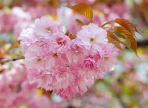 5月9日 花の伝説 子育ラボ 5月9日 花の伝説 子育ラボ
