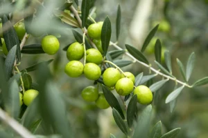 5月26日 花の伝説 子育ラボ