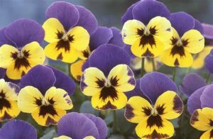 5月25日 花の伝説 子育ラボ