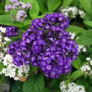 5月24日 花の神話 子育ラボ