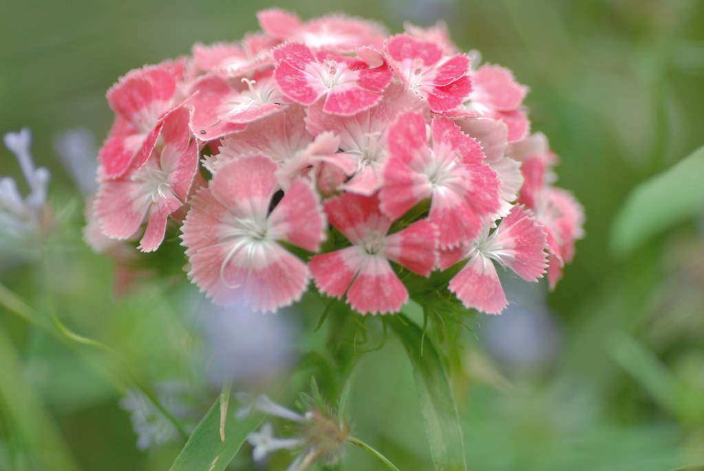 6月10日 花の名前 子育ラボ