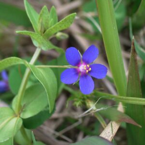 6月14日 花の生態 子育ラボ