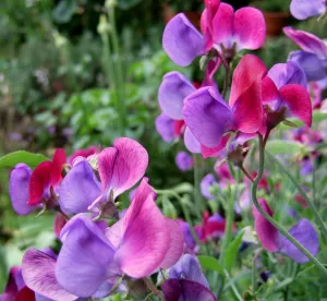 6月９日 花の歴史 子育ラボ