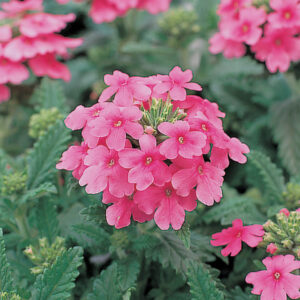 6月24日 花のいい伝え 子育ラボ