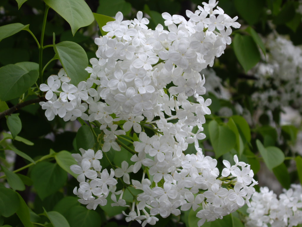 6月26日 花の言い伝え 子育ラボ 6月26日 花の言い伝え 子育ラボ