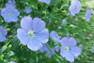 6月3日 花の言い伝え 子育ラボ 6月3日 花の言い伝え 子育ラボ