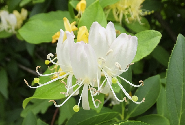 6月30日 花の名前 子育ラボ
