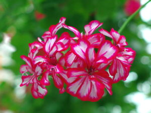 7月9日 花の名前 子育ラボ