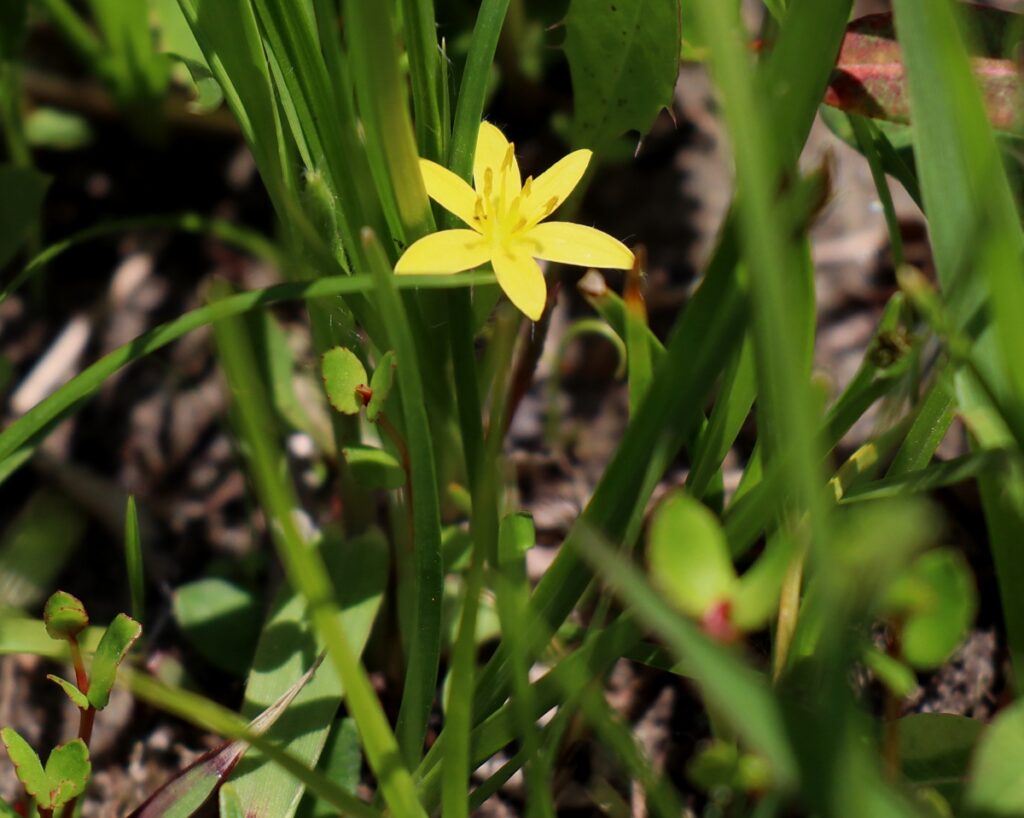 8月26日 花の生態 子育ラボ
