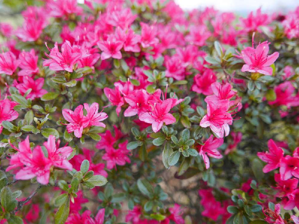 8月8日 花のひとりごと 子育ラボ 8月8日 花のひとりごと 子育ラボ