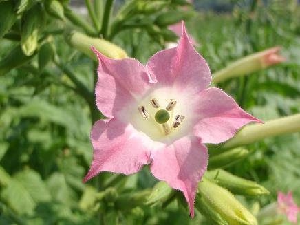 8月29日 花の伝説 子育ラボ