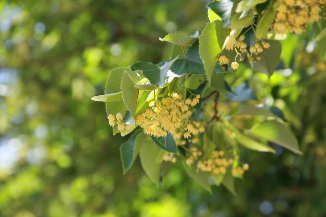 8月23日 花の伝説 子育ラボ