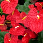 8月25日　花の生態