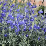 8月30日　花のひとりごと