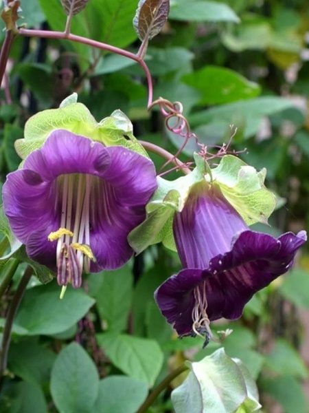 ９月２日 花の名前 子育ラボ