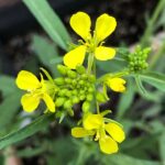 9月8日　花の伝説